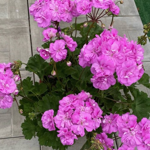 Pelargonium 'U-Sirenevyi Tuman' - Pelargoon 'U-Sirenevyi Tuman' P9/0,55L